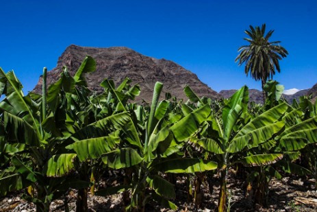 Bananenplantage auf La Gomera