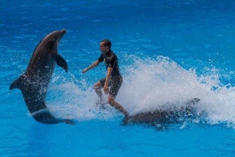 Delfinshow im Loro Parque