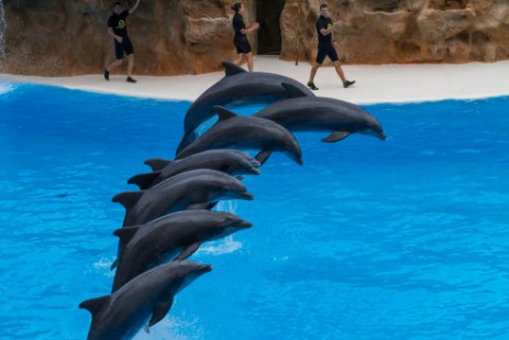 Delfinshow im Loro Parque