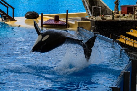 Orca Sow im Loro Parque