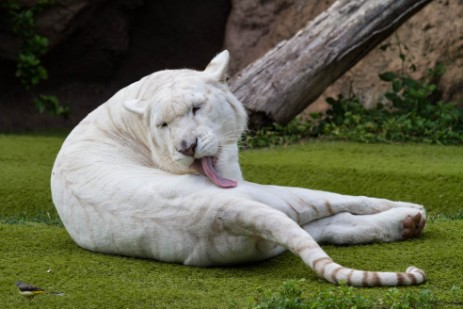 Weißer Tiger im Loro Parque