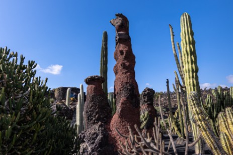 Jardin de Cactus de Cesar Manrique