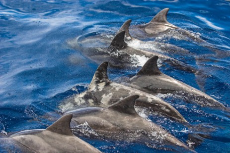 Delfine vor La Gomera